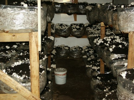 PĚSTEBNÍ KÓJE.jpg