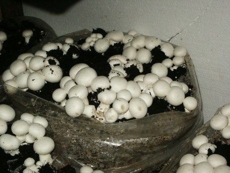 PYTEL SE ŽAMPIONY.jpg